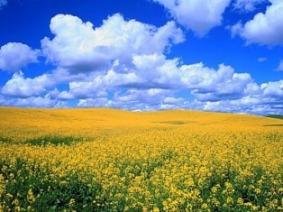 Сучасні лохотрони: як українців розводять на гроші - Новини / Статті - Лохотрон в Україні